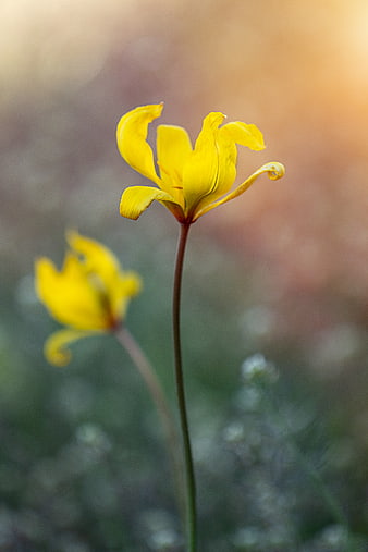 Yellow Tulipa Sylvestris Wildflower in Spring Meadow