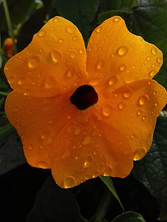 Close-up of vibrant orange flower with water droplets