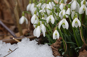 Snowdrop flowers blooming in early spring snow