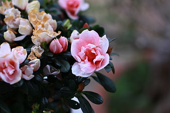 Close-up of Pink Azalea Flowers with Withered Blooms