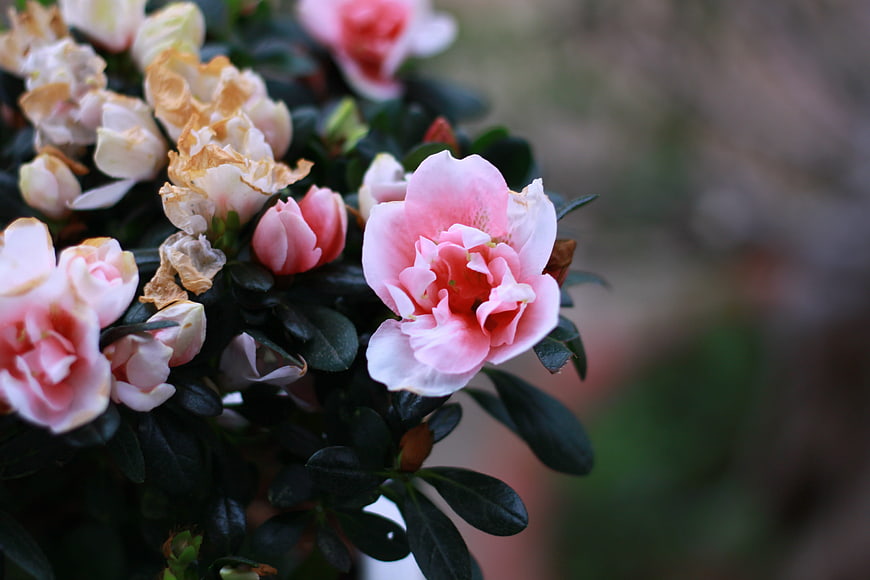 Close-up of Pink Azalea Flowers with Withered Blooms