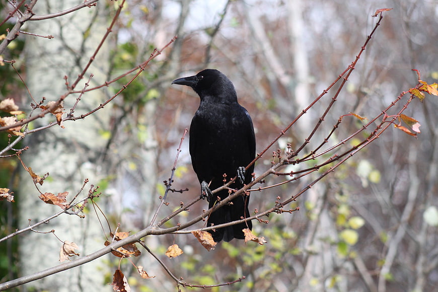 Black Crow Perched on Bare Branch in Autumn Forest