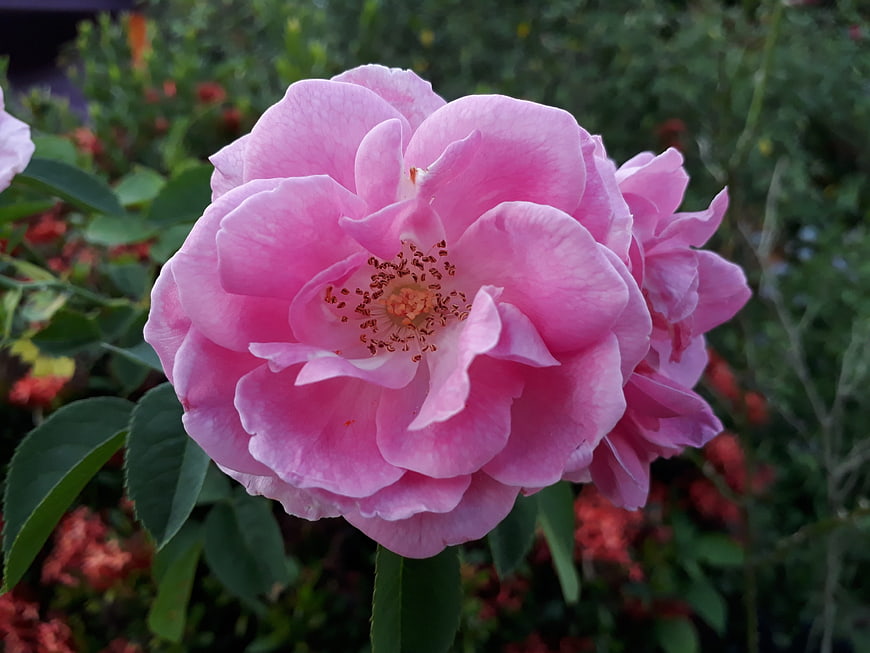 Close-up of a vibrant pink rose in a garden