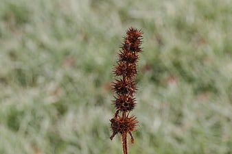 Dried Burdock Seed Head Close-Up Against Blurred Green Background