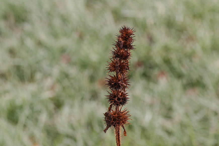 Dried Burdock Seed Head Close-Up Against Blurred Green Background