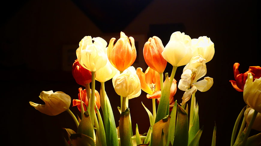 Backlit Yellow and Orange Tulips in Dark Setting