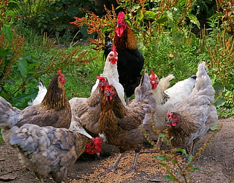 Free-range chickens feeding on grain in a lush green farmyard