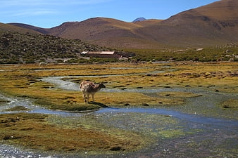 Llama standing in wetland with mountains and geysers in Chile