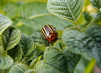 Colorado Potato Beetle on Green Leaf Close-Up