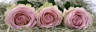 Three Pink Roses Lying On Dry Grass With Green Leaves