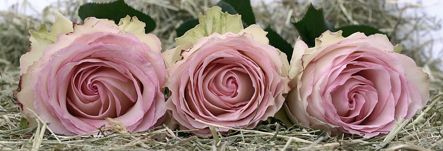Three Pink Roses Lying On Dry Grass With Green Leaves