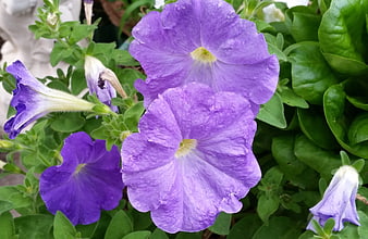 Close-up of vibrant purple petunias with green leaves