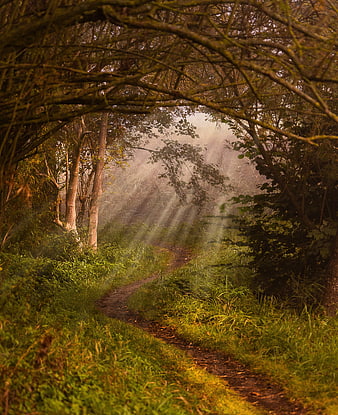 Mystical Forest Path With Sunbeams And Morning Mist