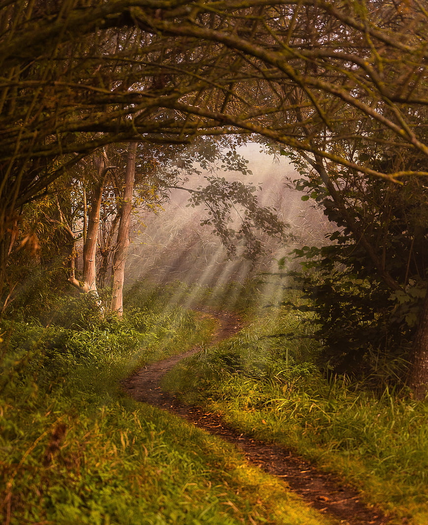 Mystical Forest Path With Sunbeams And Morning Mist
