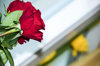 Close-up of a vibrant red rose with green leaves