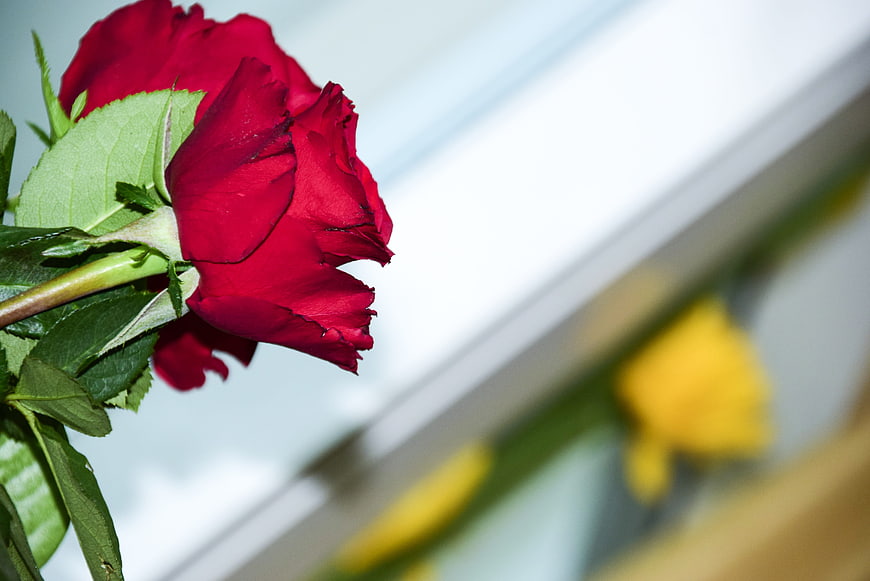 Close-up of a vibrant red rose with green leaves