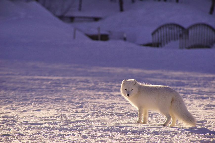 Arctic Fox Standing in Snowy Winter Landscape