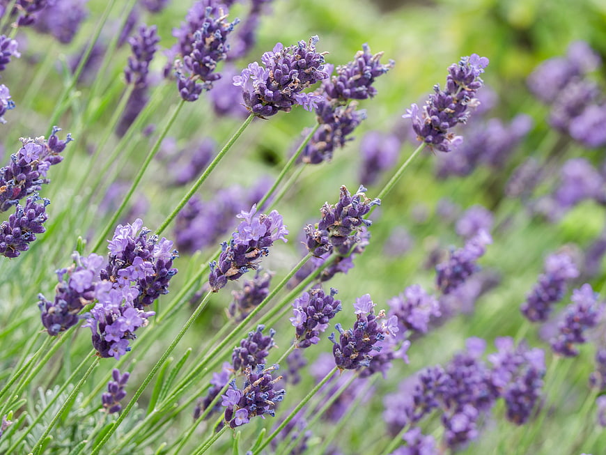 Close-up of blooming lavender flowers in a field