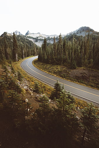 Winding Mountain Road Through Pine Forest Landscape