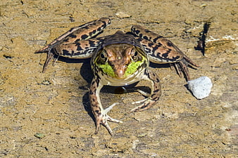 Close-up of a Bullfrog on a Rocky Surface