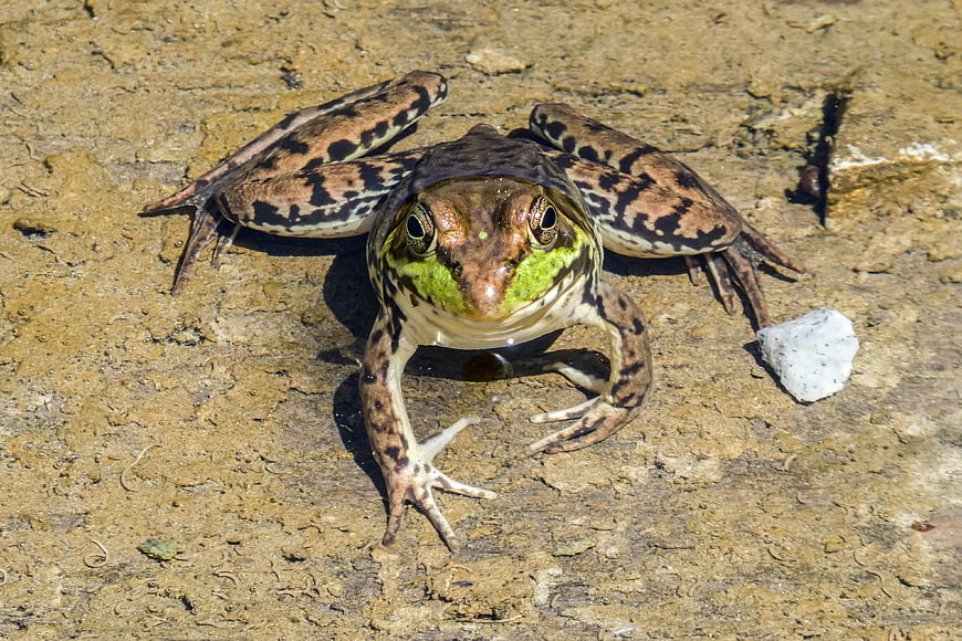 Close-up of a Bullfrog on a Rocky Surface