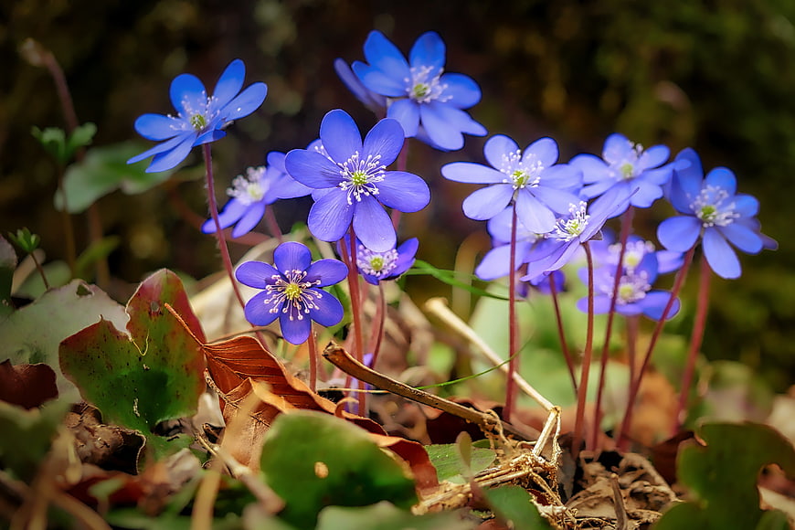 Close-up of vibrant blue Hepatica flowers in spring forest