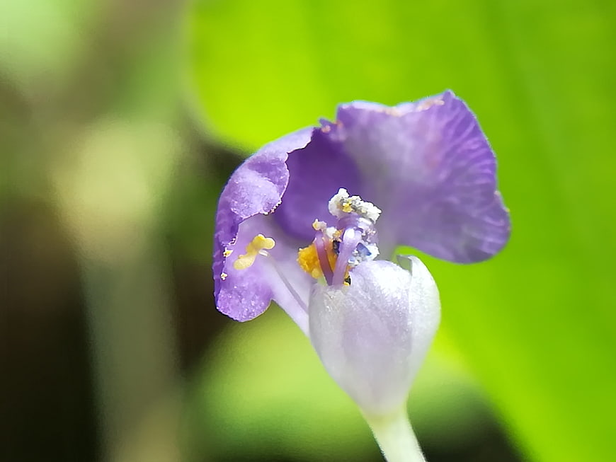 Close-up of a delicate purple flower with yellow stamen