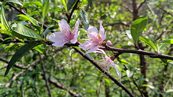 Pink Peach Blossoms on a Branch with Green Leaves