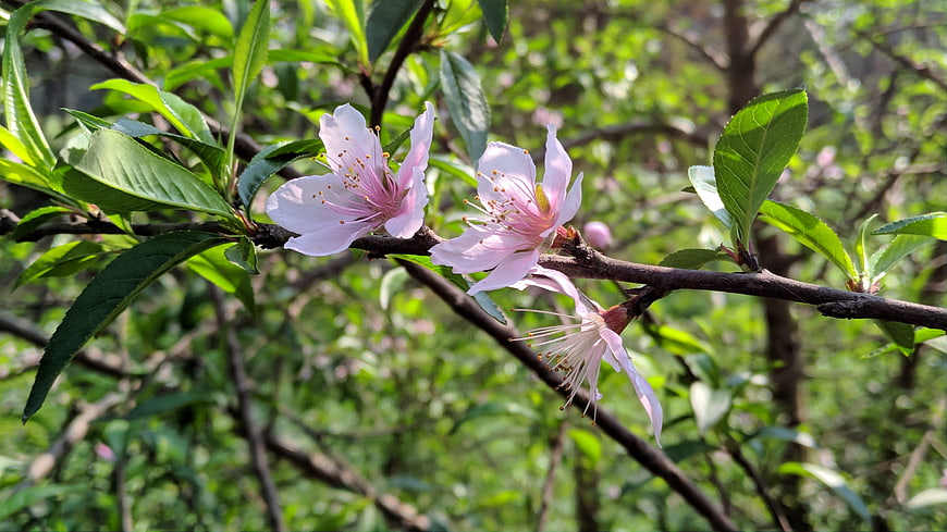 Pink Peach Blossoms on a Branch with Green Leaves