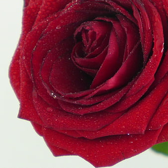 Close-up of a vibrant red rose with water droplets