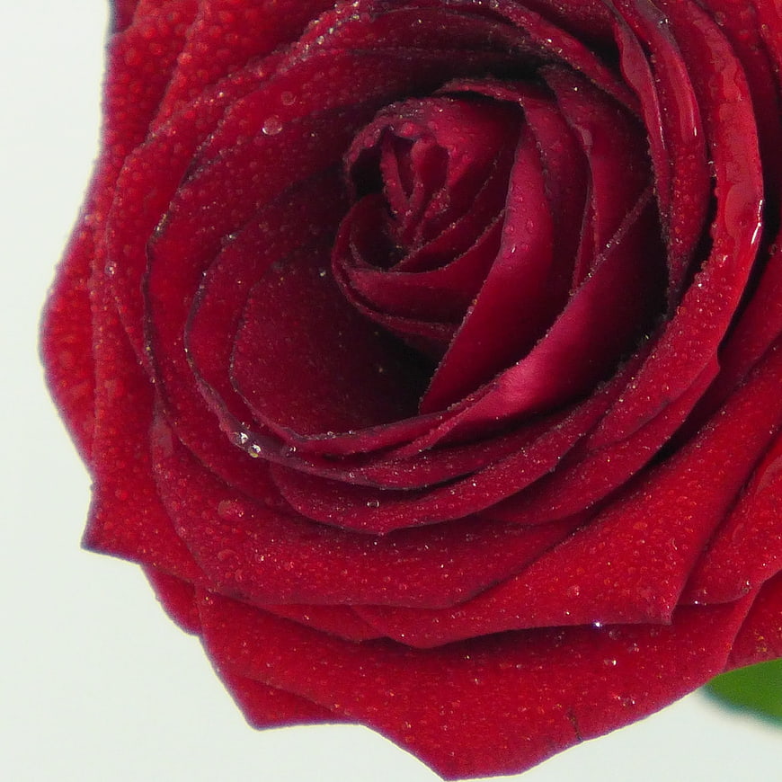 Close-up of a vibrant red rose with water droplets