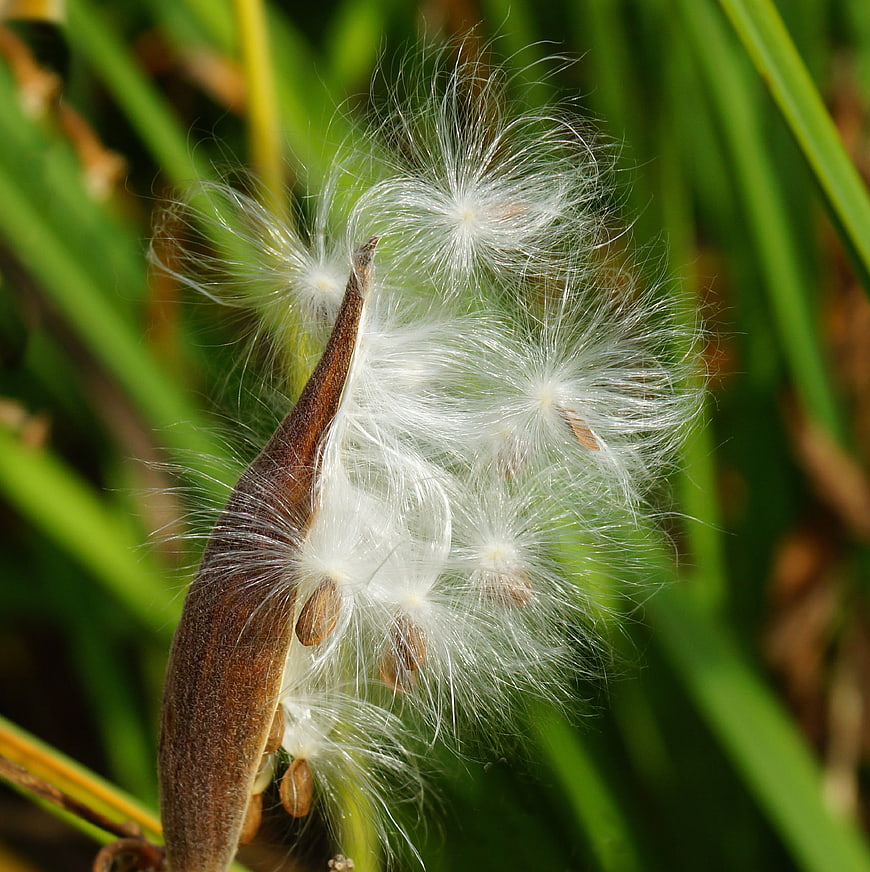Close-up of milkweed seeds with fluffy white parachutes