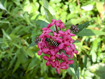Honey Bee Pollinating Pink Butterfly Bush Flower