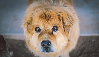 Close-up portrait of a fluffy golden dog looking up