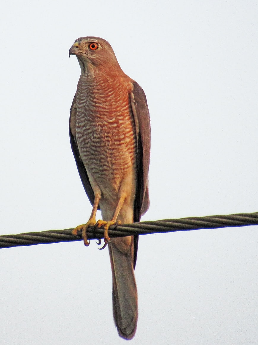 Female Shikra Hawk Perched on Wire Against White Sky