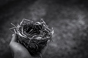 Hand holding empty bird nest in black and white