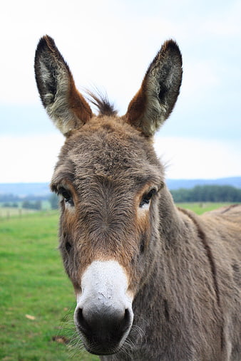 Close-up portrait of a gray donkey in a green pasture