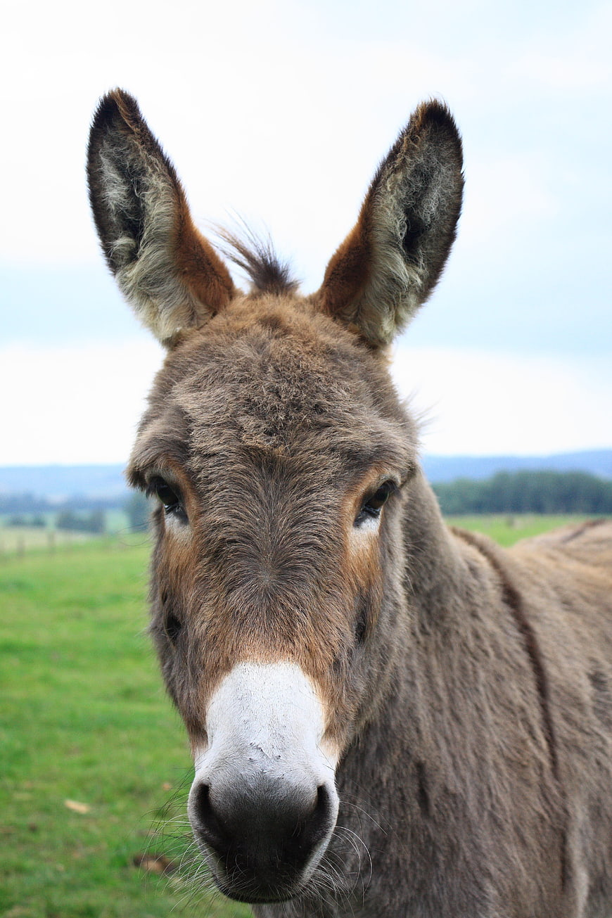 Close-up portrait of a gray donkey in a green pasture