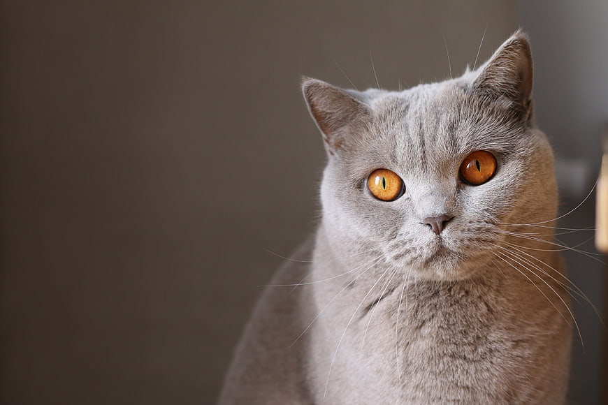 Close-up portrait of a gray British Shorthair cat with orange eyes