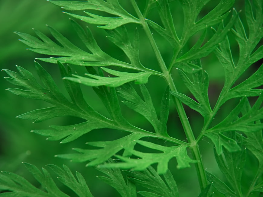 Close-up of green carrot leaf texture