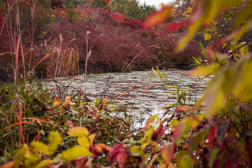 Autumn foliage framing a calm river stream in fall