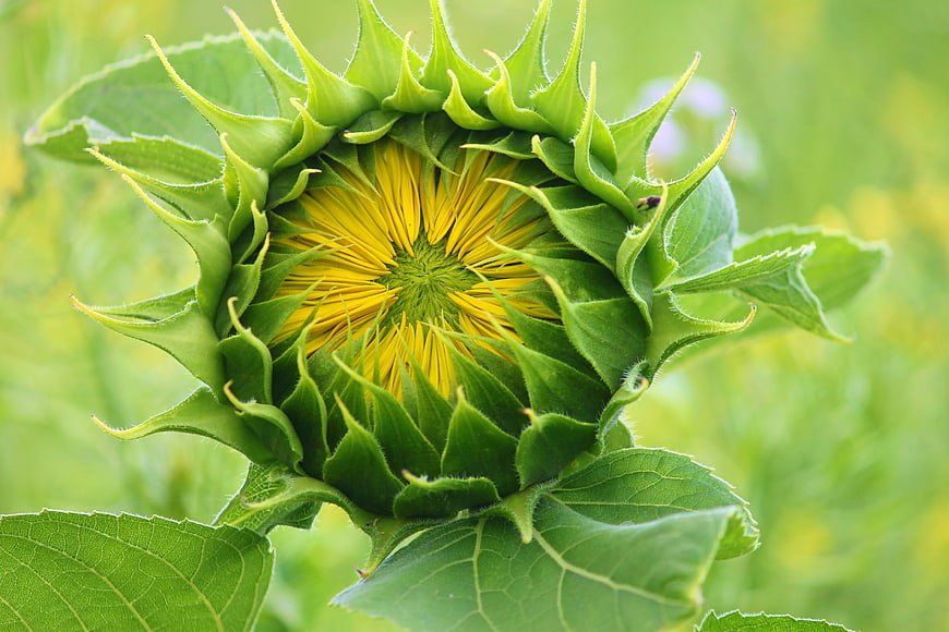 Close-up of a budding sunflower with green leaves