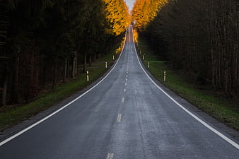 Empty asphalt road winding through forest at golden hour