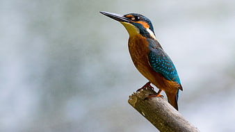 Common Kingfisher Perched on Branch with Blurred Background