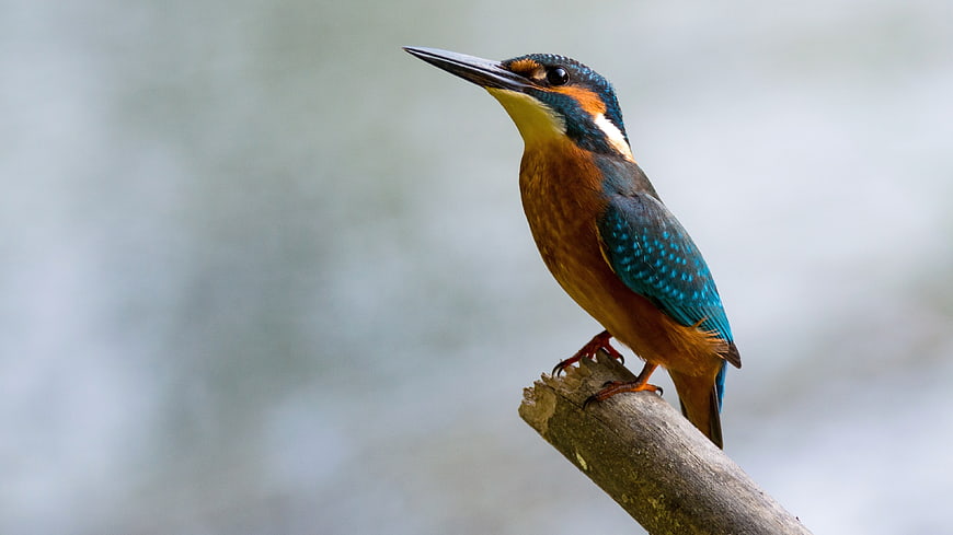 Common Kingfisher Perched on Branch with Blurred Background