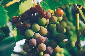 Close-up of ripening grapes on the vine in a vineyard