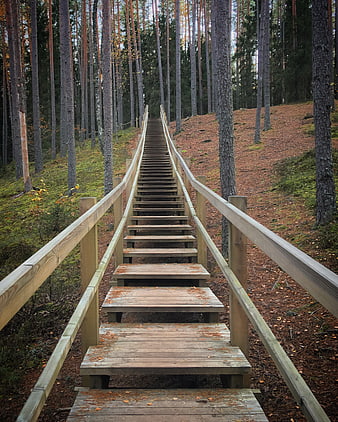 Wooden boardwalk stairs ascending through pine forest