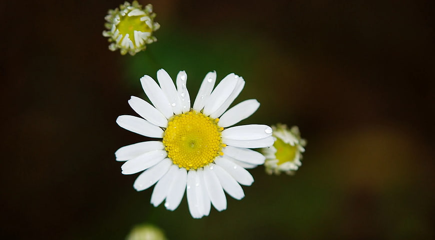 Close-up of white daisy with water droplets on dark background