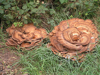 Large clusters of brown bracket fungi growing in grass