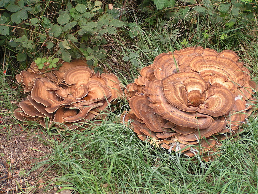 Large clusters of brown bracket fungi growing in grass